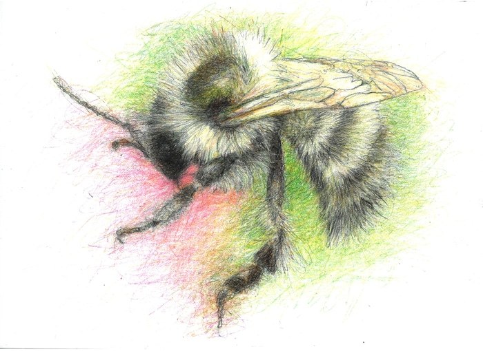 Shrill Carder Bee von C-A Halpin