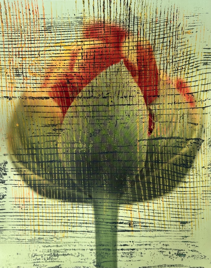 Flower VI by Beatrice Wolff