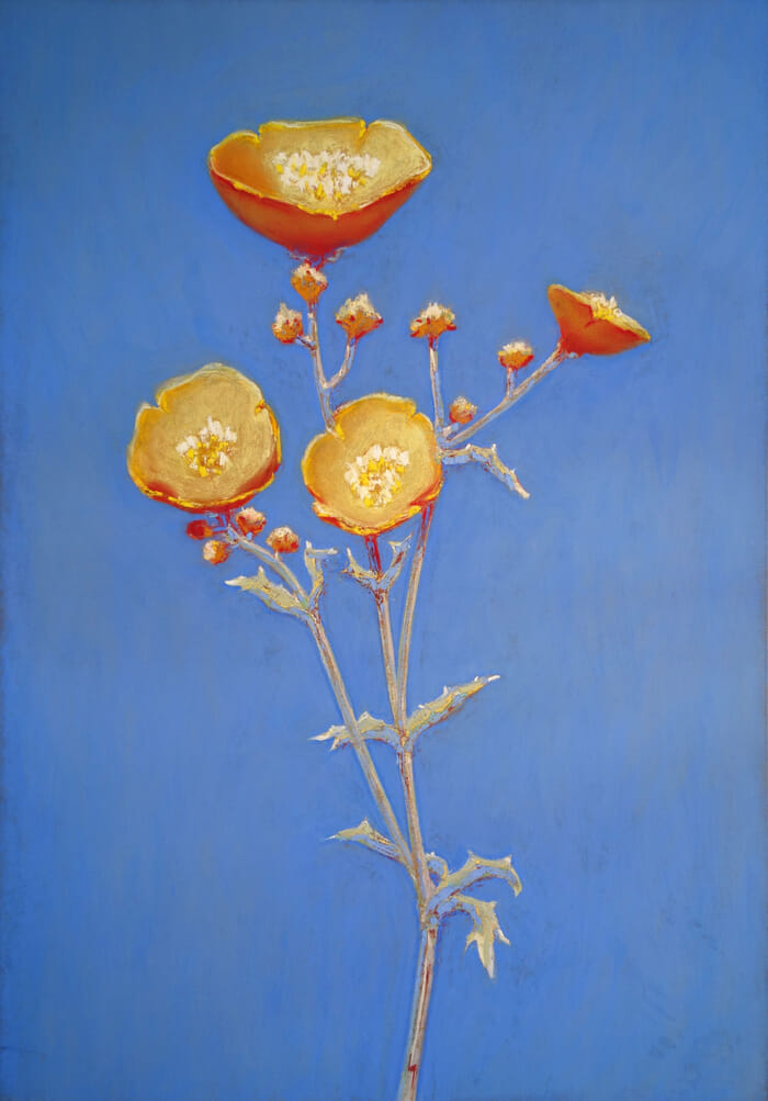 Bouton d'or von François Cusson
