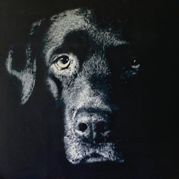 Labrador Retriever von Olivier Carpent