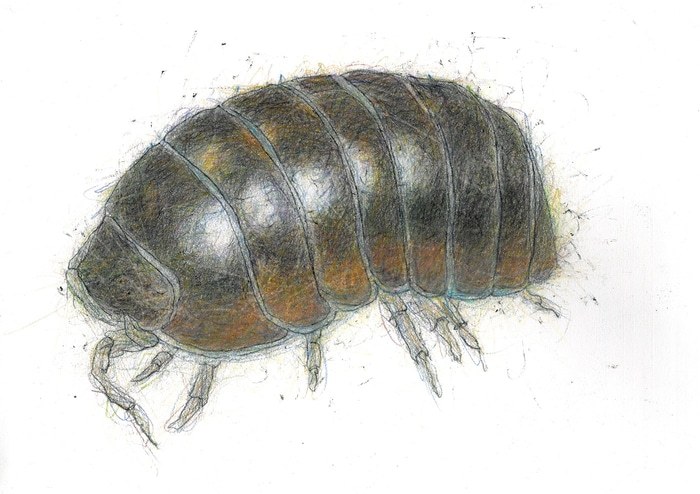 Pill Woodlouse  von C-A Halpin