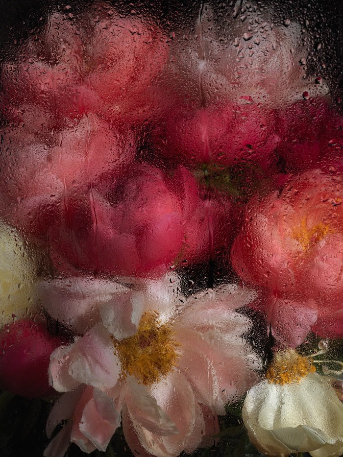 PEONIES II  by Andrea Zvadova