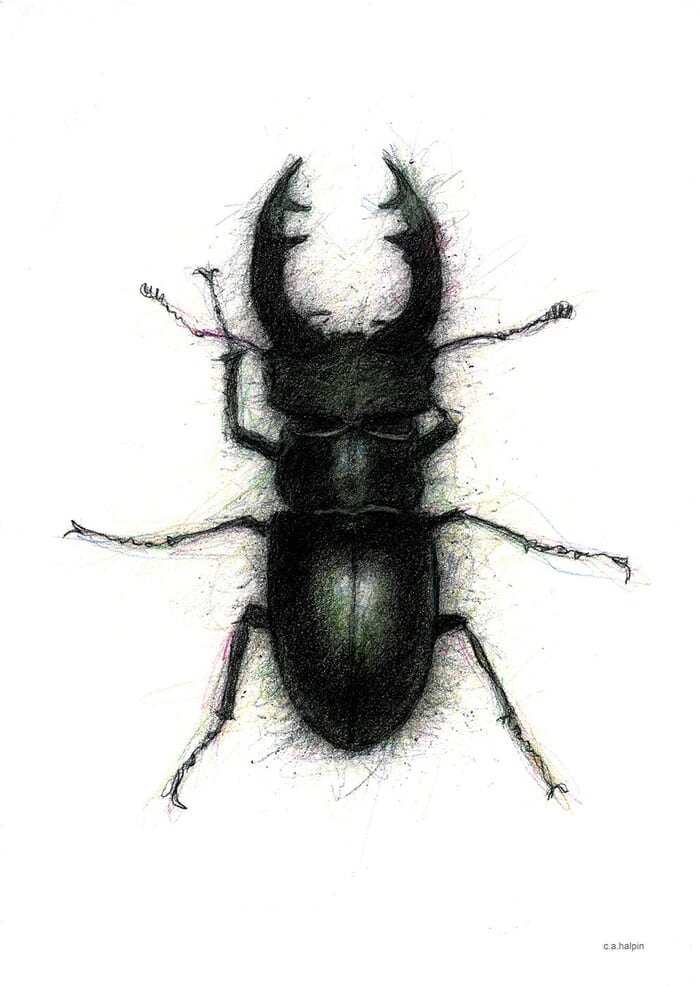 Stag Beetle von C-A Halpin