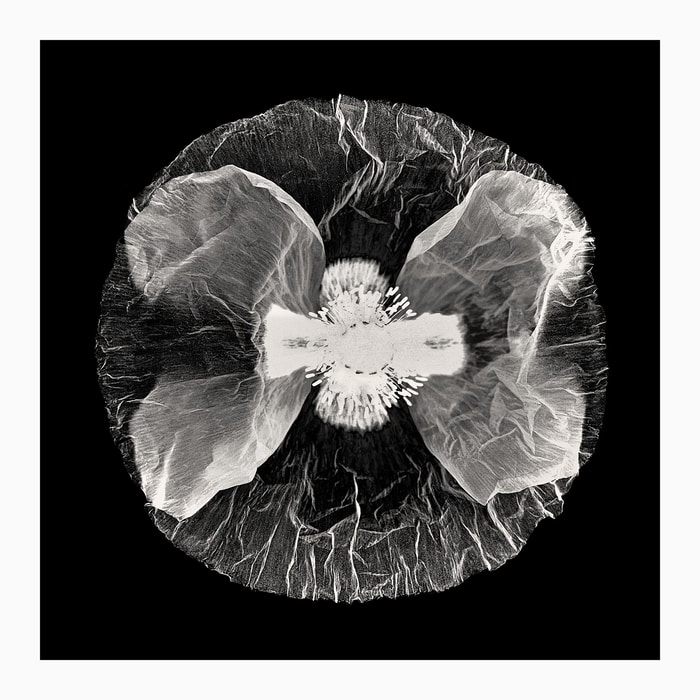 Poppy 2026. #1 by Sovann Kim