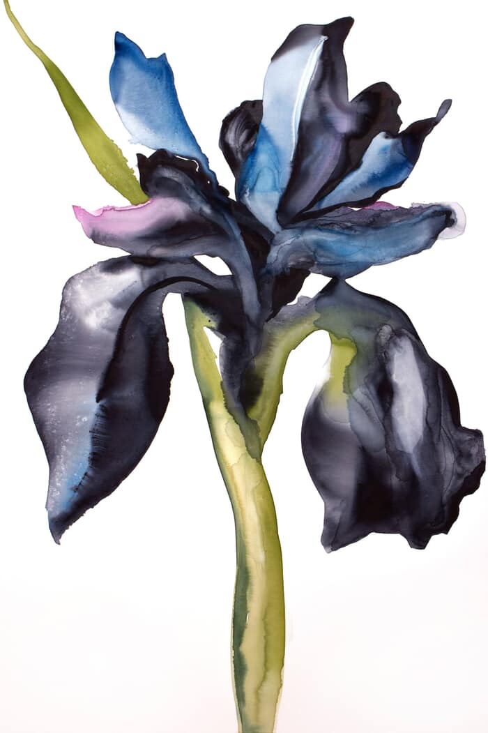 Iris No. 209 von Elizabeth Becker