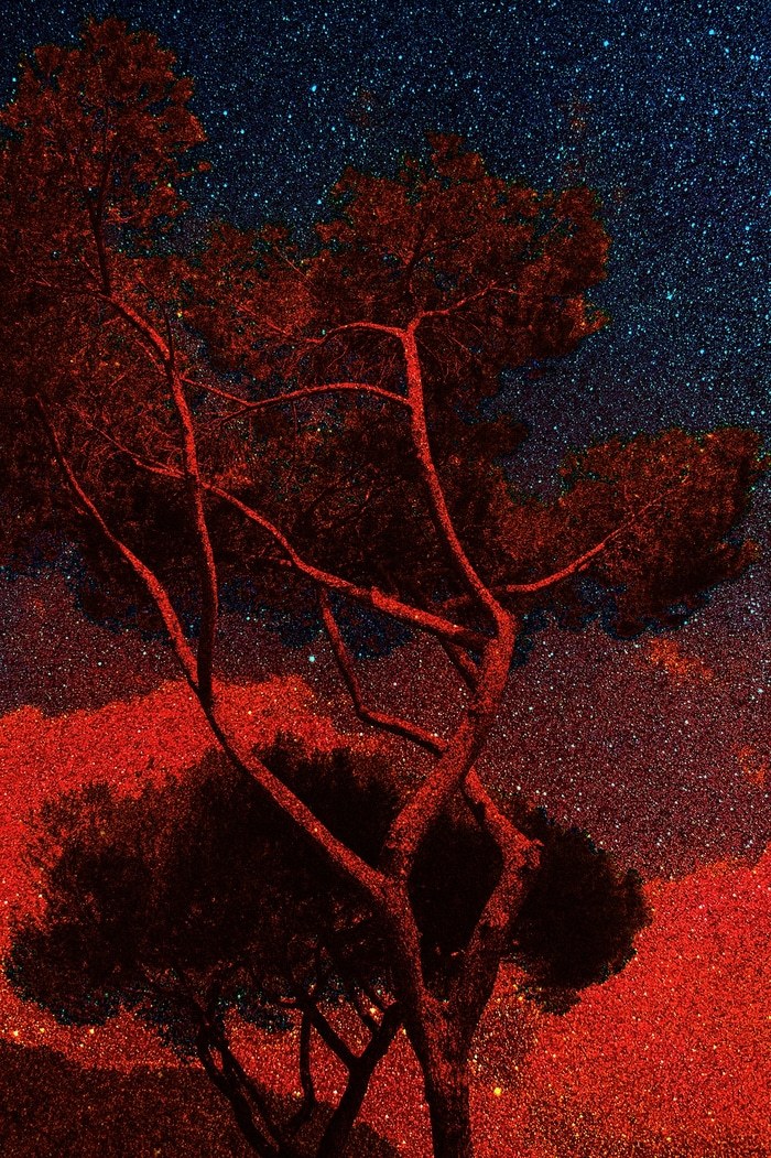 Pin parasol sous les étoiles rouges  von Rodolphe Martinez