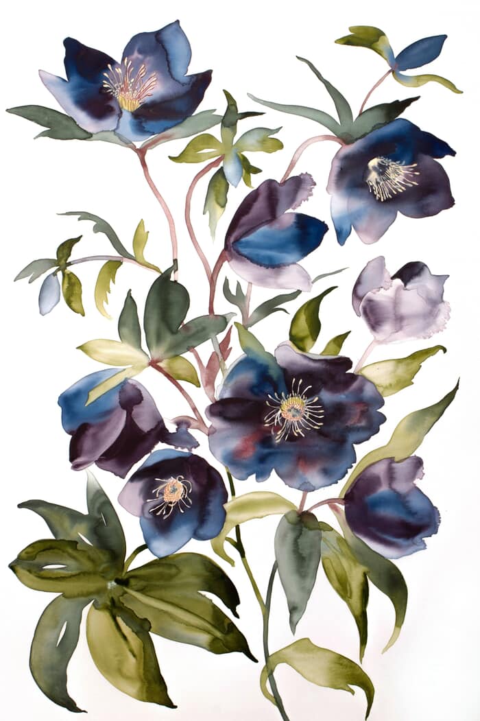 Hellebores No. 3 par Elizabeth Becker
