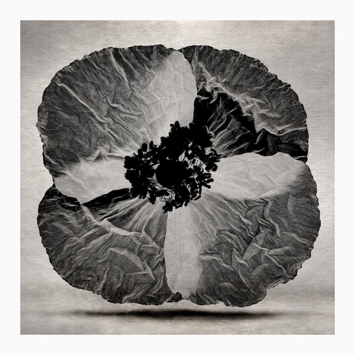 Poppy #2 par Sovann Kim
