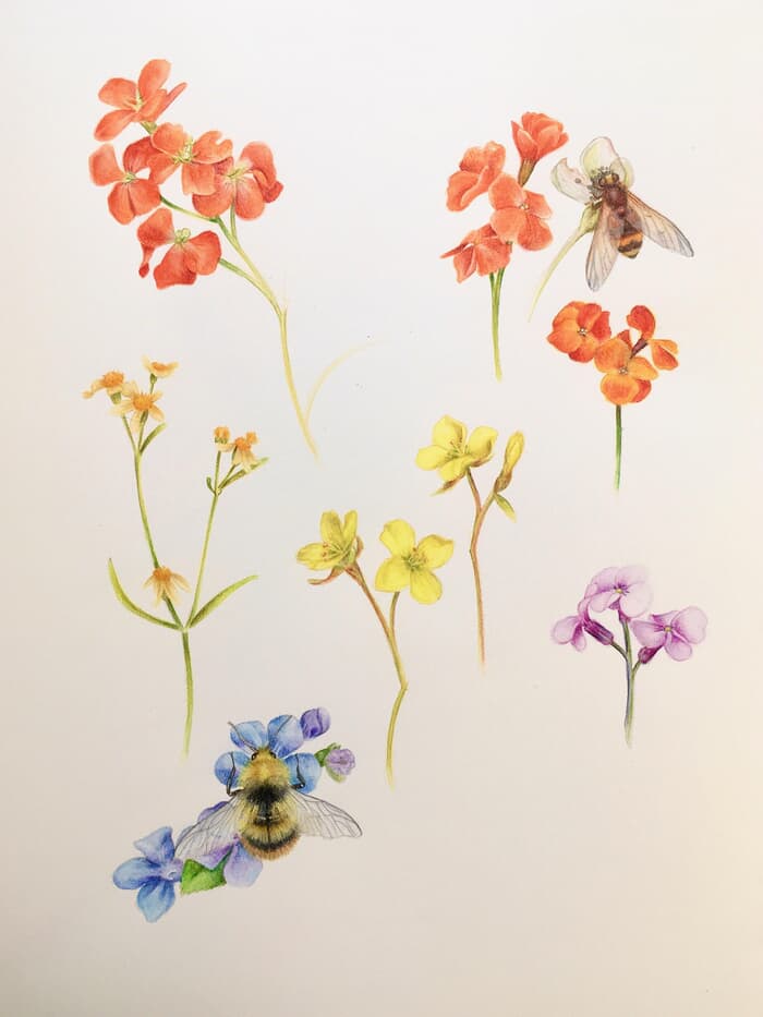 Mixed Flowers and Insects study by Sarah Goldbart