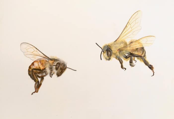 Two Bees (study 2) by Sarah Goldbart