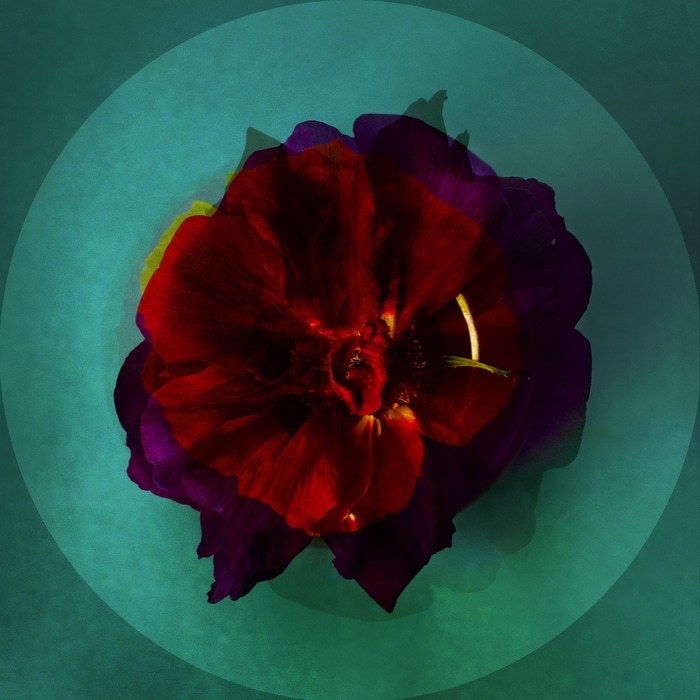 MesCoeurs-06 by Emilie Moysson