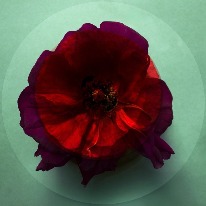Mes Coeurs -04 by Emilie Moysson
