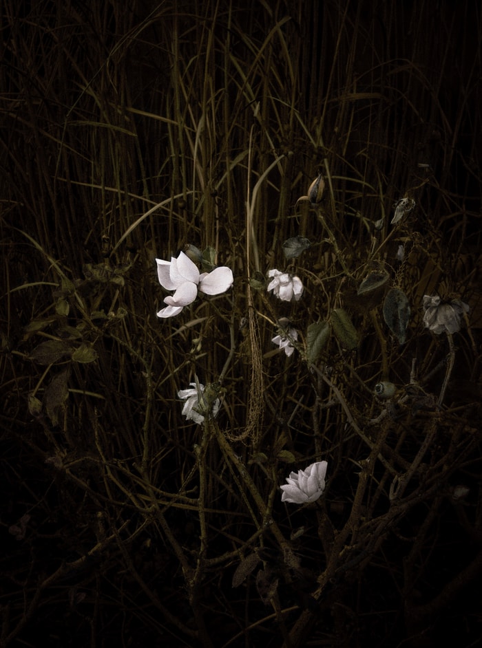 Les Eaux sombres N°14 by Michèle Sainte-Beuve