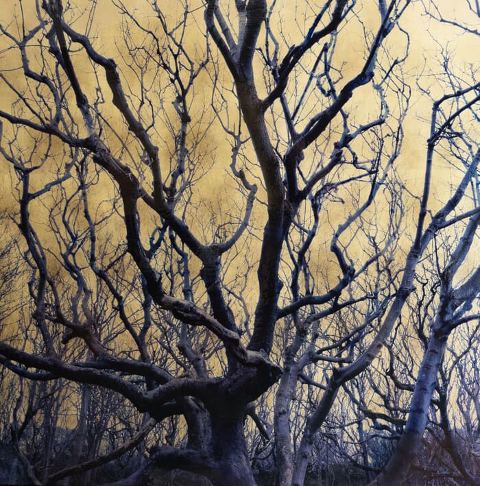 Fagus Syvatica von Robert Pereira Hind
