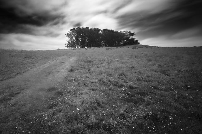 Eucalyptus Copse von Geoffrey Ansel Agrons