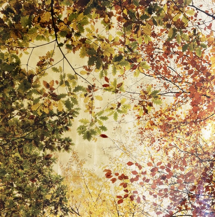 Arboris Folium Autumn von Robert Pereira Hind
