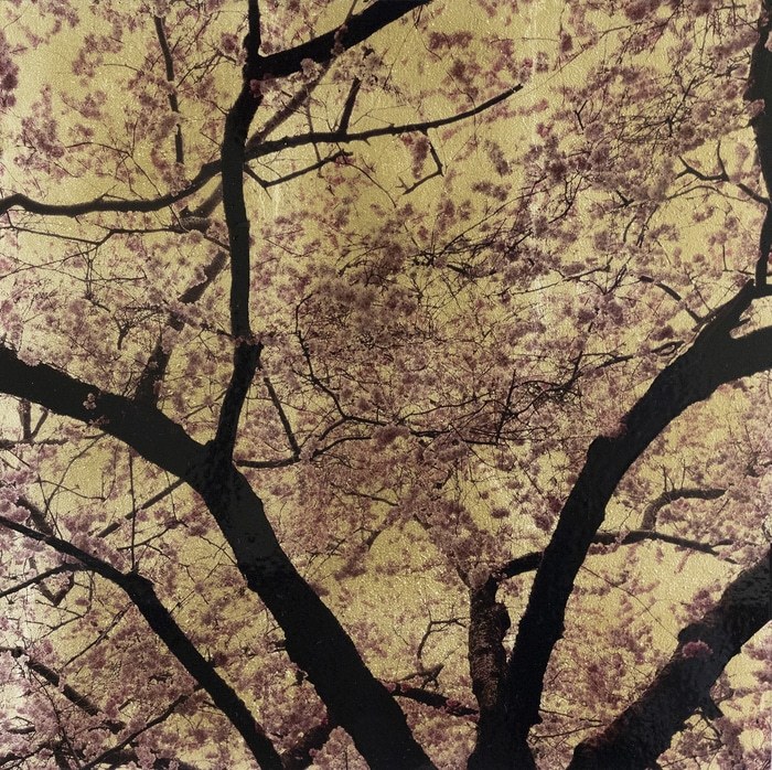 Prunus Sakura IX von Robert Pereira Hind