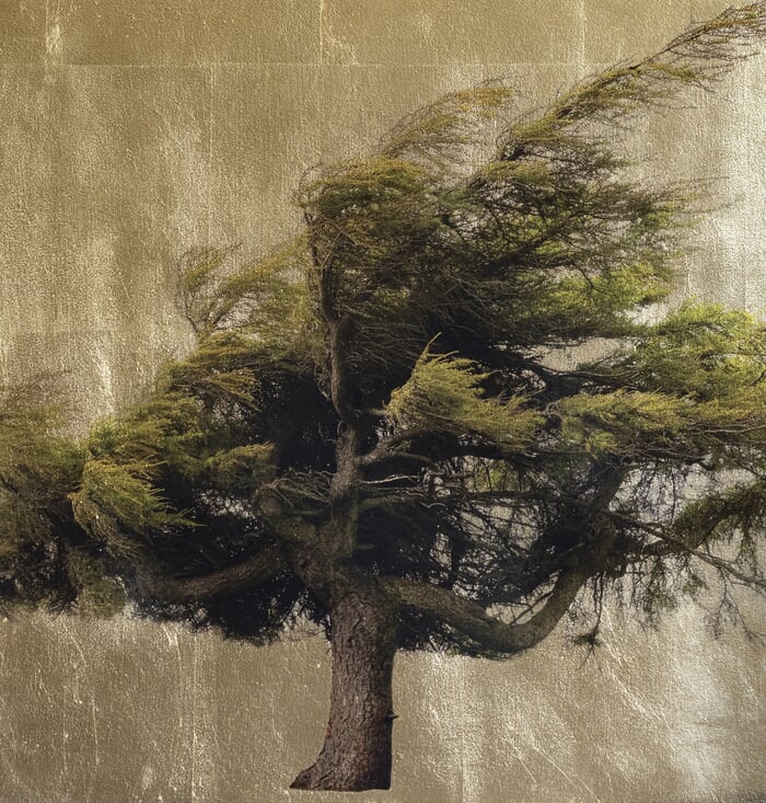 Larix Decidua par Robert Pereira Hind