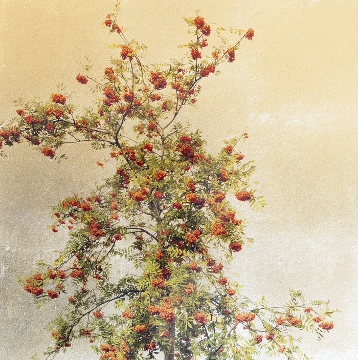 Sorbus II von Robert Pereira Hind