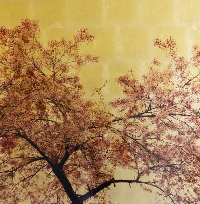 Prunus Subhirtella II par Robert Pereira Hind