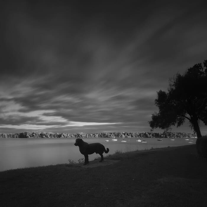 Metal Dog by Geoffrey Ansel Agrons