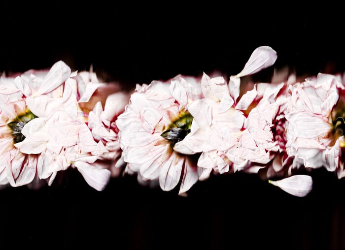 21 Floral Ballet: the dance of impermanence - scanography par Bruno Houdayer