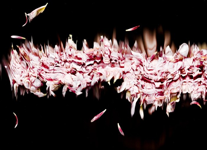 37 Floral Ballet: the dance of impermanence - scanography par Bruno Houdayer