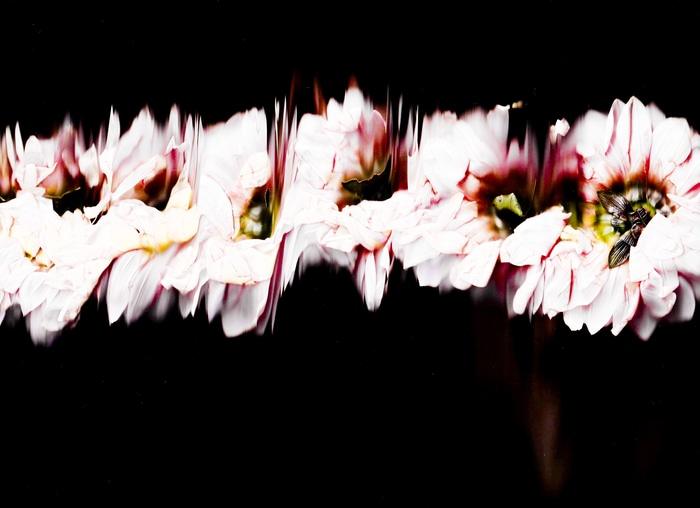 19 Floral Ballet: the dance of impermanence - scanography par Bruno Houdayer