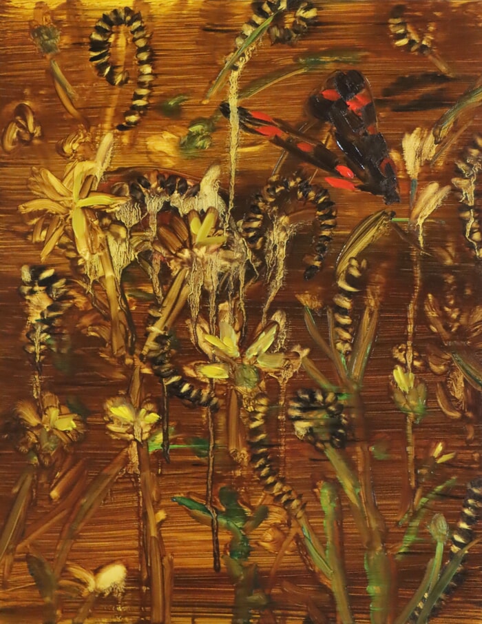 Delicious poison (Ragwort, cinnabar moth and caterpillars) par Barbara Howey