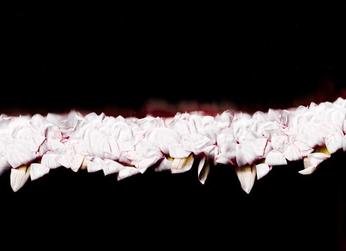 10 Floral Ballet: the dance of impermanence - scanography par Bruno Houdayer