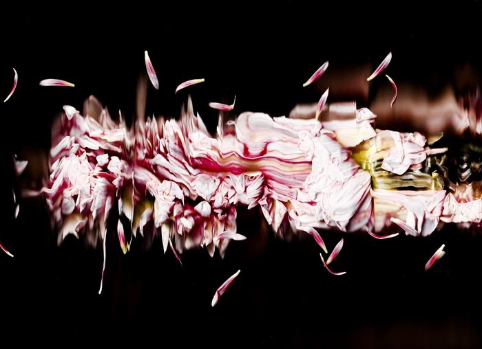 32 Floral Ballet: the dance of impermanence - scanography par Bruno Houdayer