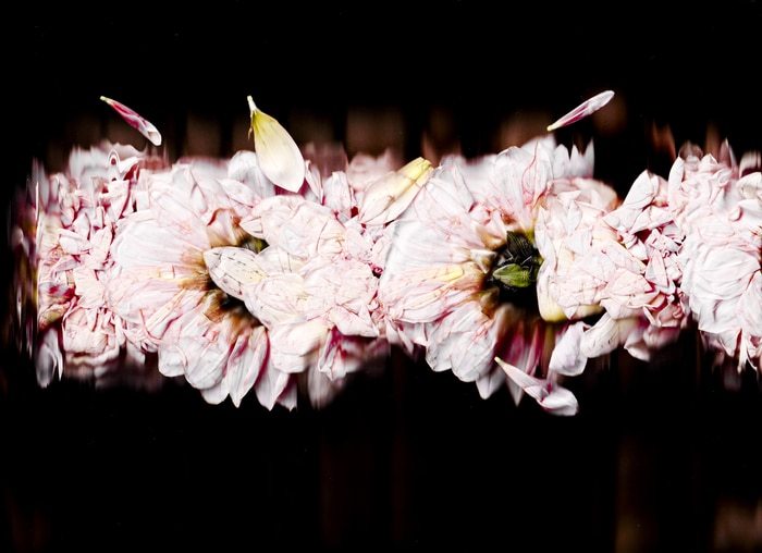 25 Floral Ballet: the dance of impermanence - scanography par Bruno Houdayer