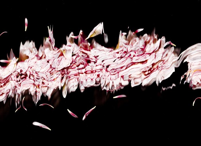 36 Floral Ballet: the dance of impermanence - scanography par Bruno Houdayer