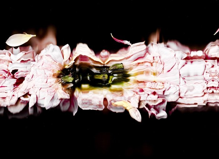 29 Floral Ballet: the dance of impermanence - scanography par Bruno Houdayer