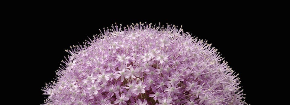Kevin's Duttons 'Allium' Print Has Been Selected by Apple