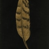 JEANNINE COOK