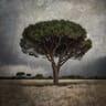 THIERRY BOITIER